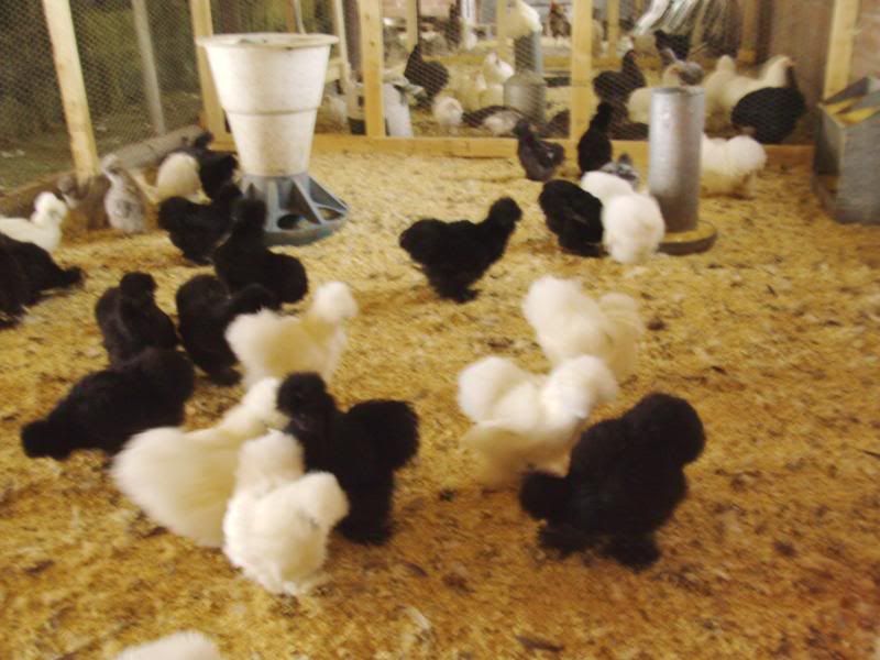 How do you find silkie bantams for sale?